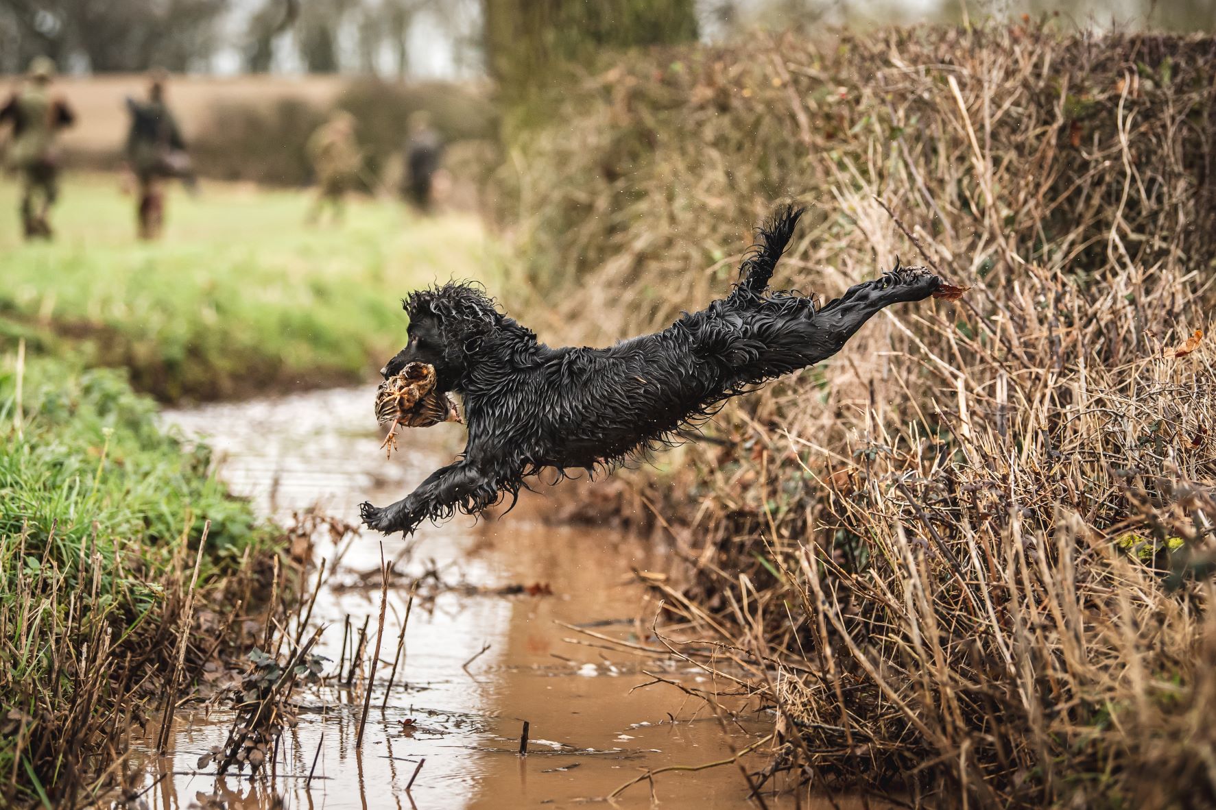 black spaniel jumping over puddle